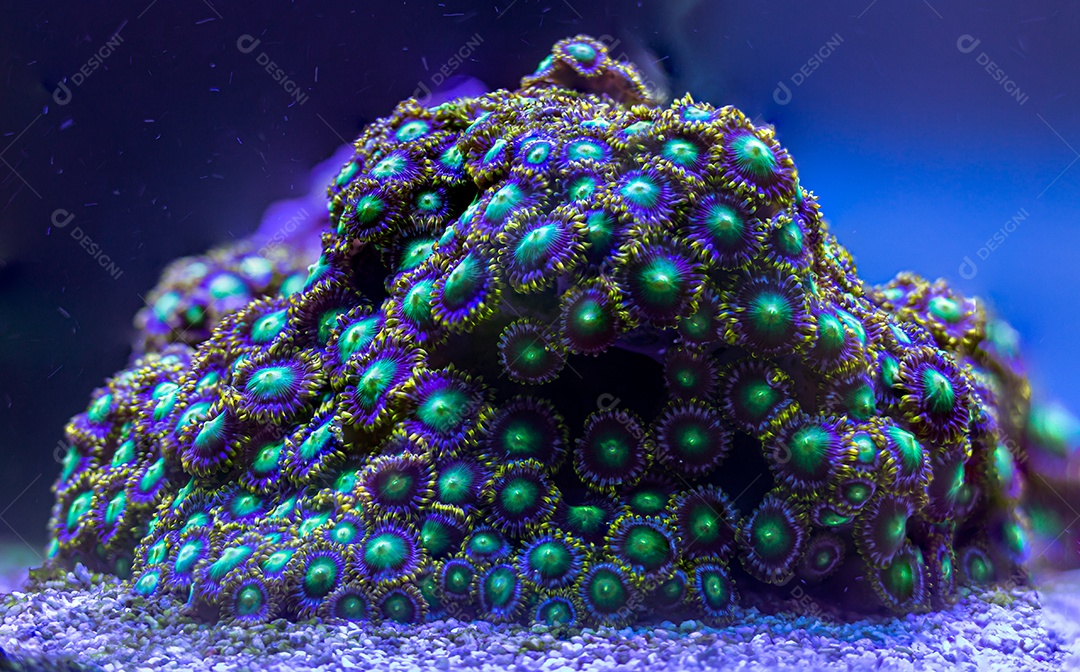 Colônia de corais zoanthus verdes, azuis e amarelos em um aquário de recife de coral.