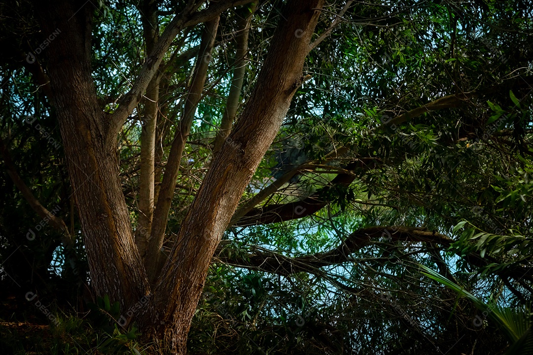 Floresta ao fundo refletida no lago em primeiro plano.