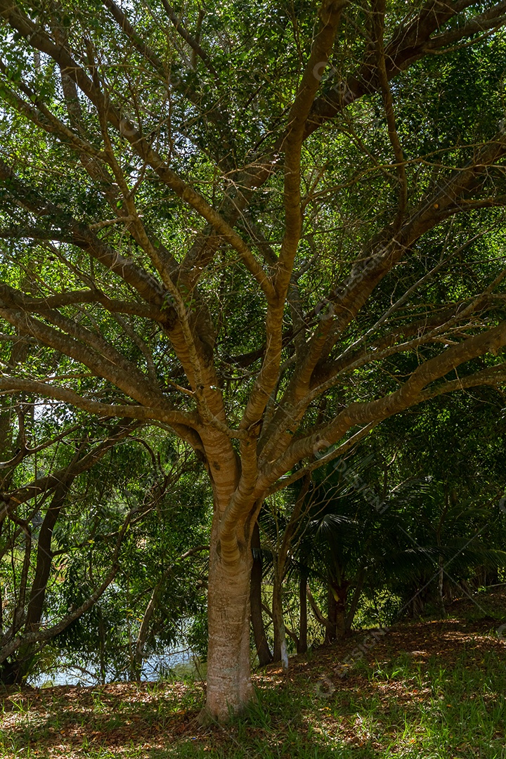 Floresta ao fundo refletida no lago em primeiro plano.