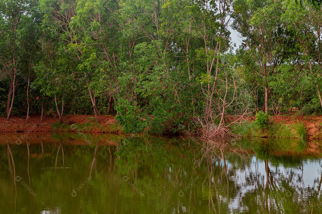 Floresta ao fundo refletida no lago em primeiro plano.