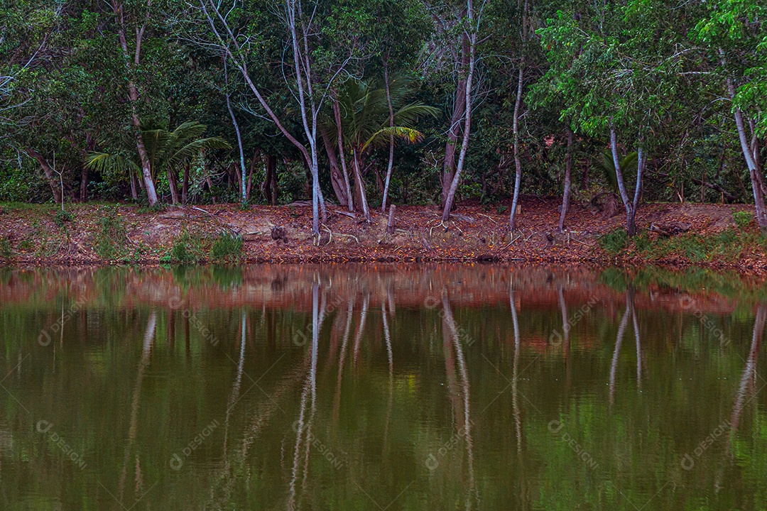 Floresta ao fundo refletida no lago em primeiro plano.