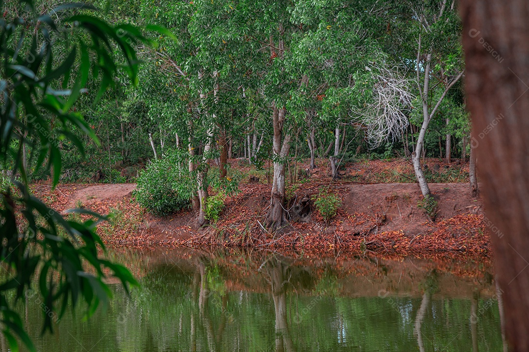Floresta ao fundo refletida no lago em primeiro plano.