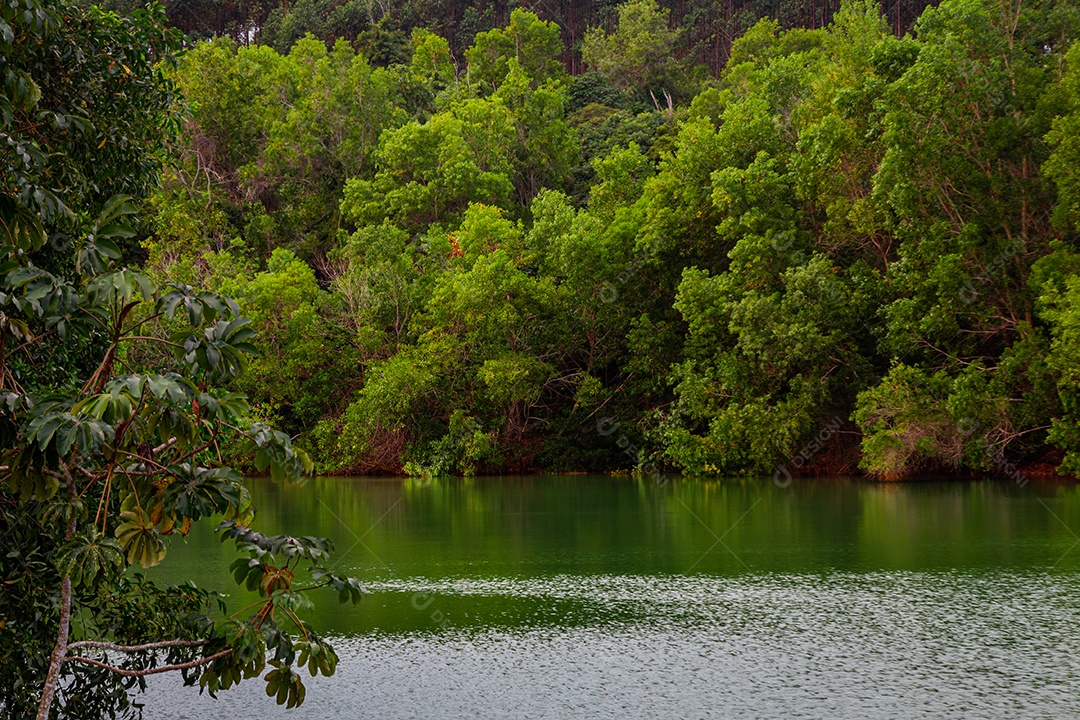 Floresta ao fundo refletida no lago em primeiro plano.