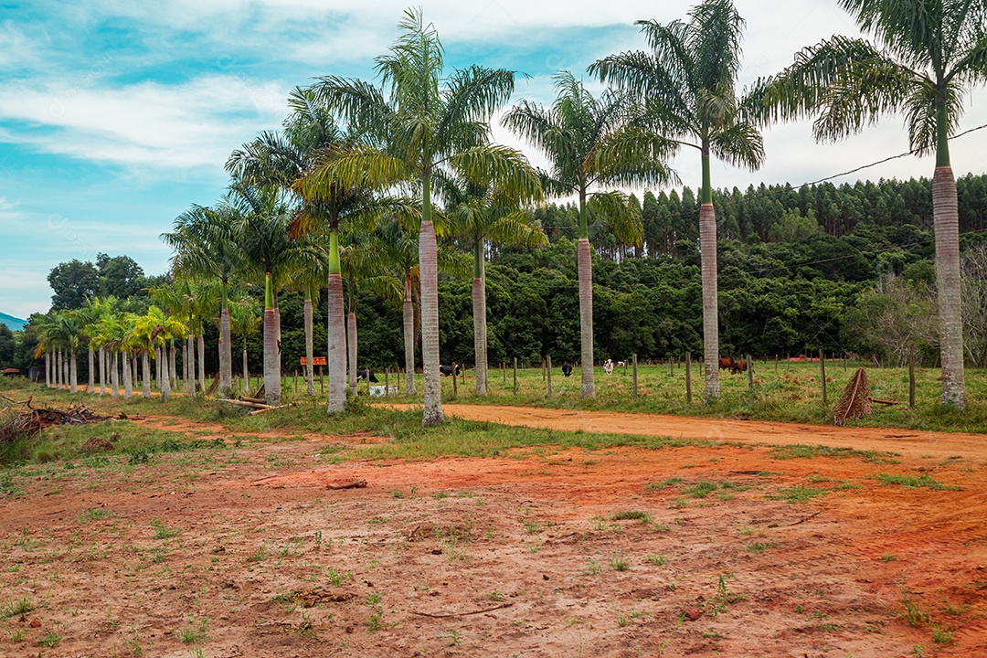 Estrada de terra com caminho de coqueiros ao longo da estrada.
