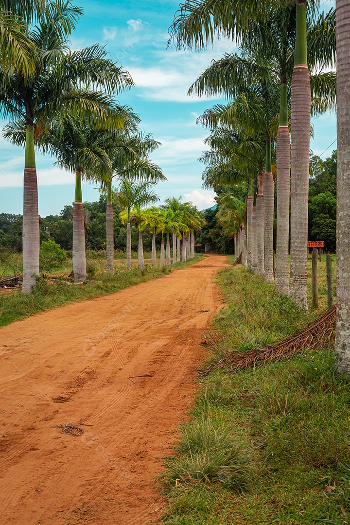 Estrada de terra com caminho de coqueiros ao longo da estrada.