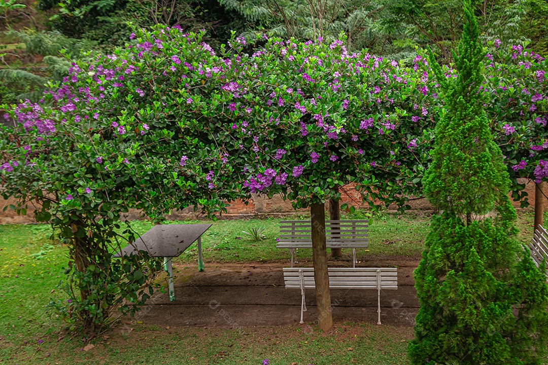 Praça em uma floresta com árvores verdes com flores lilás e bancos brancos.