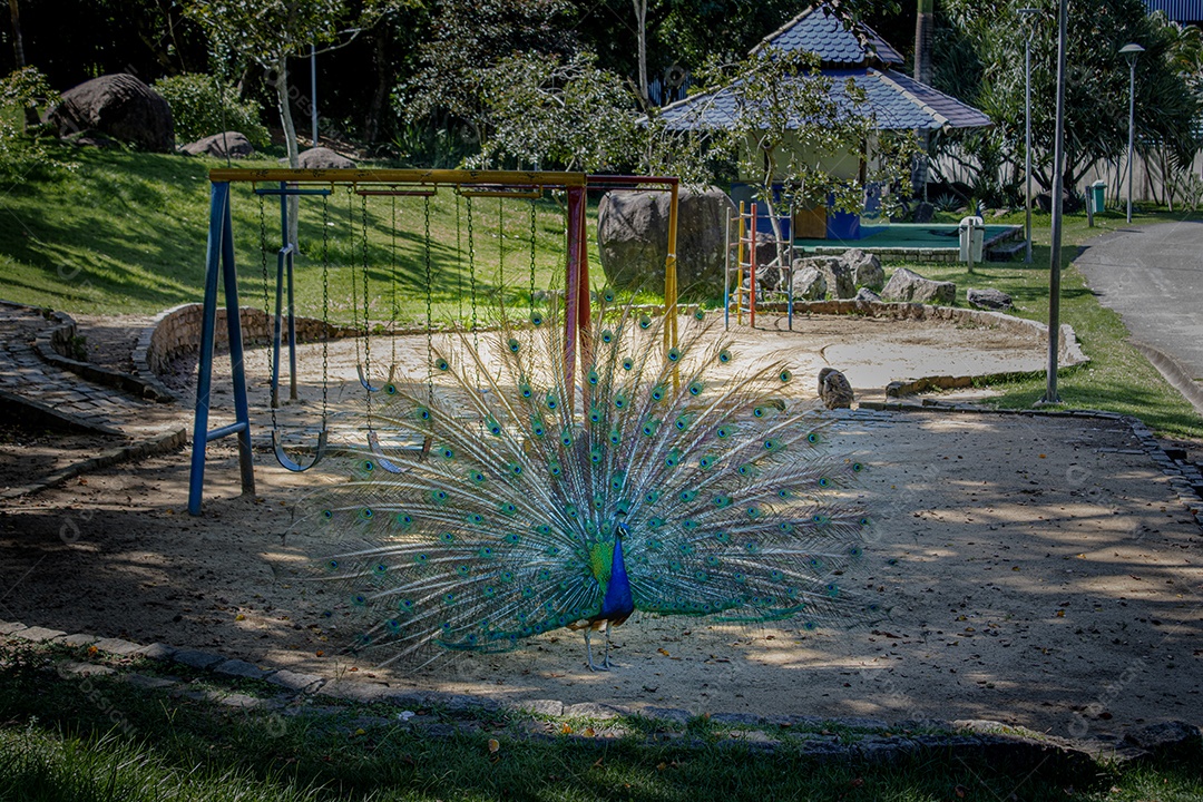 Linda vista do Parque da Pedra da Cebola, na cidade de Vitória, Espírito Santo. Vista de detalhe de um pavão. exposição curta.