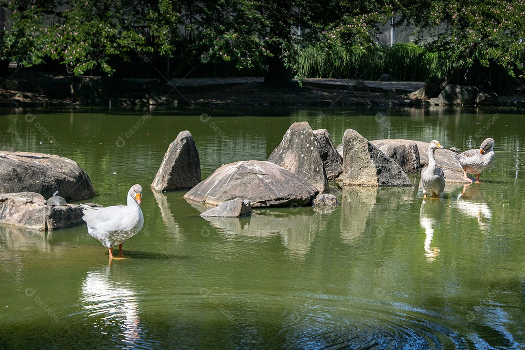 Linda vista do Parque da Pedra da Cebola, na cidade de Vitória, Espírito Santo. Detalhe dos gansos nas pedras do lago. exposição curta.