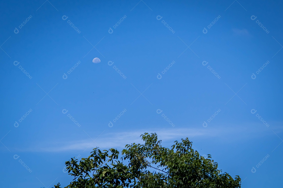 Vista da lua minguante comparando a semelhança com o topo de uma árvore no topo do Morro do Moreno. Espírito Santo, Brasil.