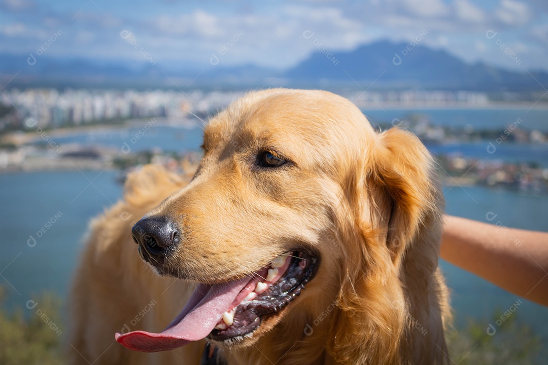 Lindo cachorro de pelo amarelo com vista para a serra do Mestre Álvaro ao fundo. Morro do Moreno. Espírito Santo, Brasil.