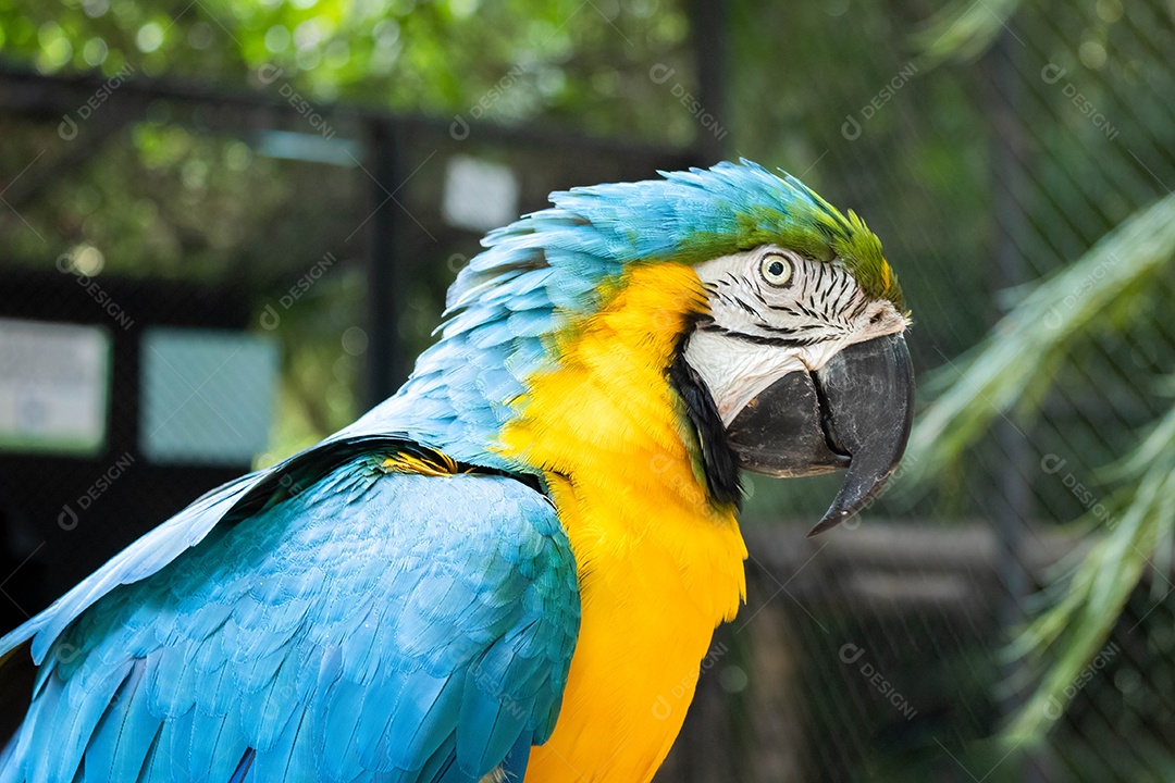 Arara-canindé no zoológico de Marechal Floriano, Espírito Santo Visão aproximada.