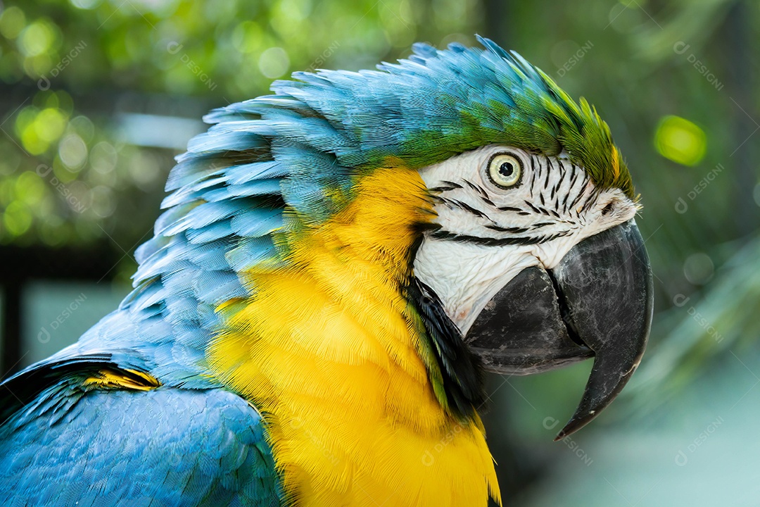 Arara-canindé no zoológico de Marechal Floriano, Espírito Santo Visão aproximada.