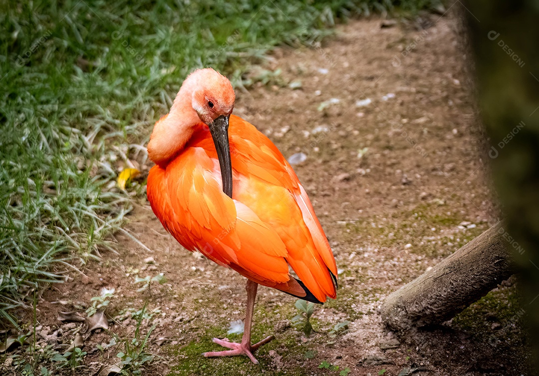 Guará (Eudocimus ruber) no zoológico de Marechal Floriano, Espírito Santo. 12 de fevereiro de 2023. Penas coçando, equilibradas em apenas uma pata