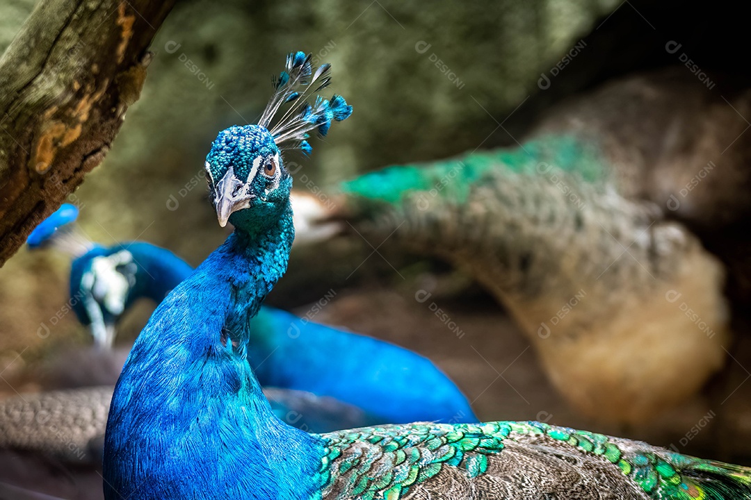 Pavão azul no zoológico de Marechal Floriano, Espírito Santo. Olhando para a câmera.