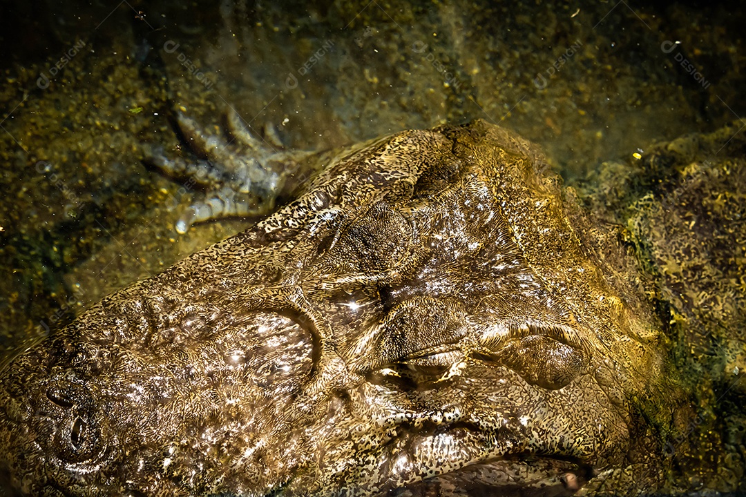 Jacaretinga (Caiman crocodilus) no zoológico de Marechal Floriano, Espírito Santo. 12 de fevereiro de 2023.