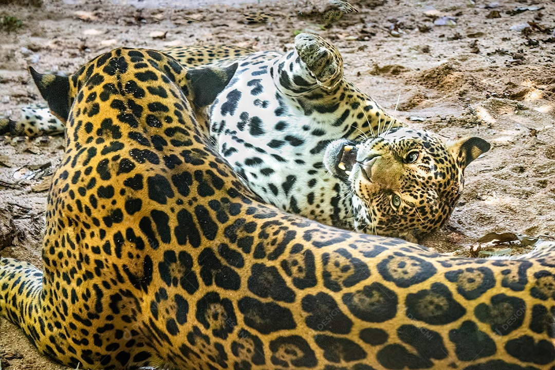 Onça-pintada (Panthera onca) no zoológico de Marechal Floriano, Espírito Santo. 12 de fevereiro de 2023. Casal brincando.