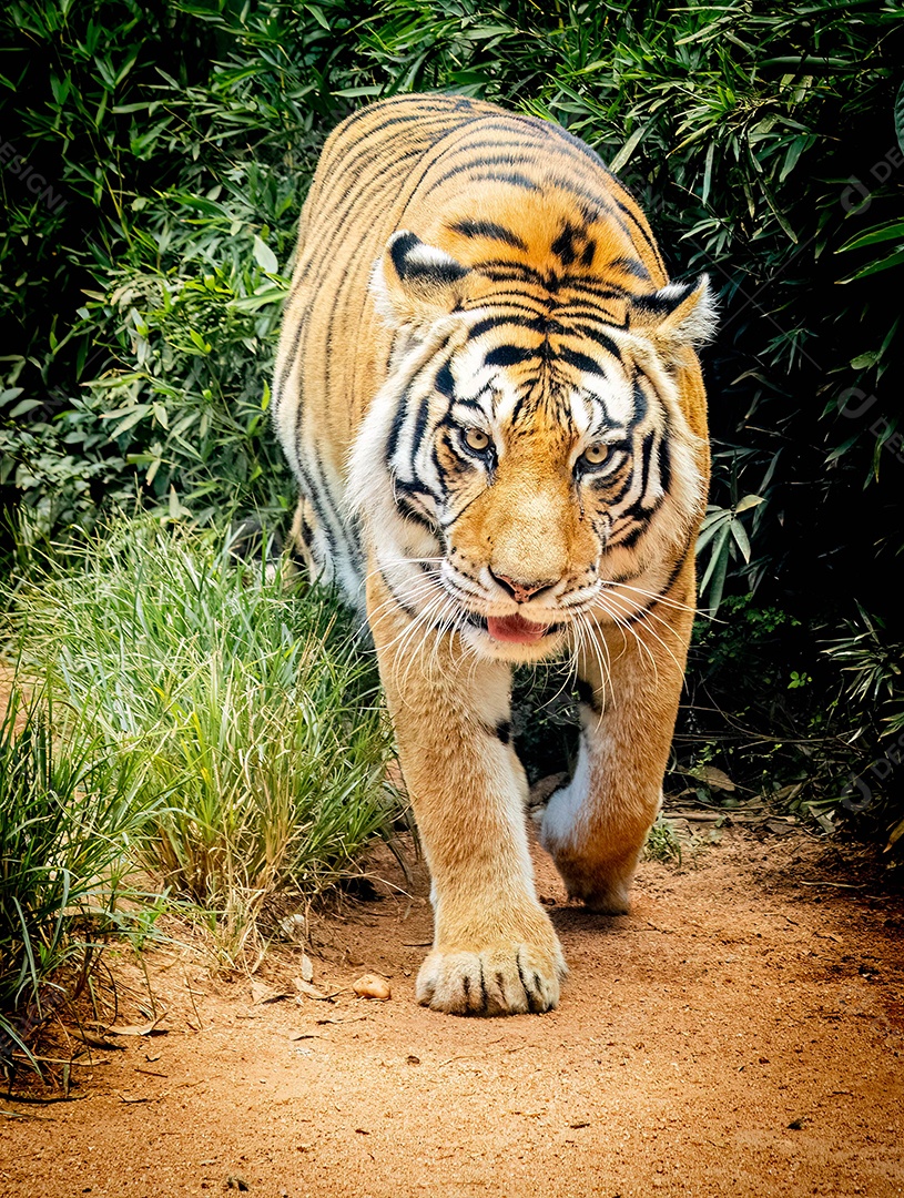 Tigre (Panthera tigris) no zoológico de Marechal Floriano, Espírito Santo. 12 de fevereiro de 2023. Caminhando em direção ao fotógrafo.