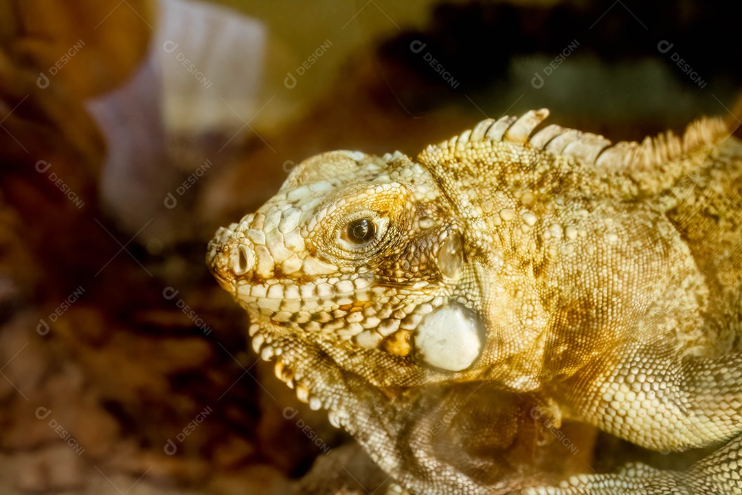 Lagarto-bandeira (Norops meridionalis) no zoológico de Marechal Floriano, Espírito Santo. 12 de fevereiro de 2023. Visão aproximada.