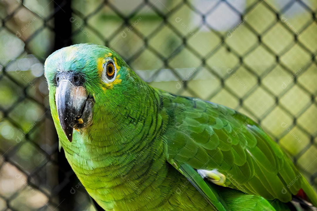 Papagaio-campeiro (Amazona ochrocephala) no zoológico de Marechal Floriano, Espírito Santo.Ser fotografado com um celular por uma criança.