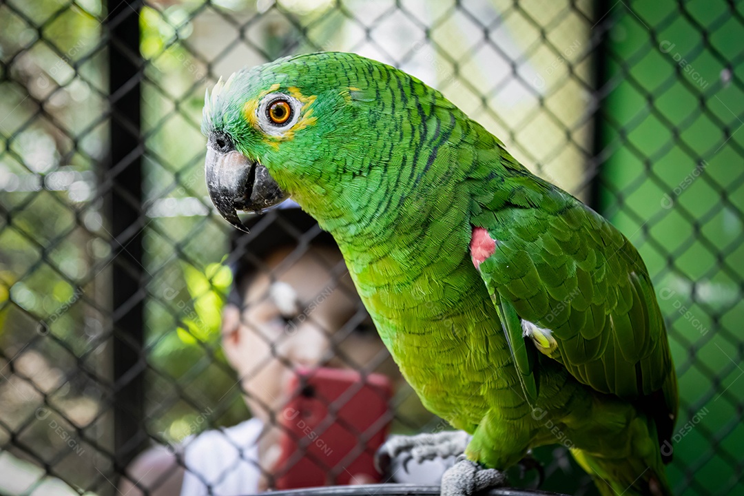 Papagaio-campeiro (Amazona ochrocephala) no zoológico de Marechal Floriano, Espírito Santo Ser fotografado com um celular por uma criança.
