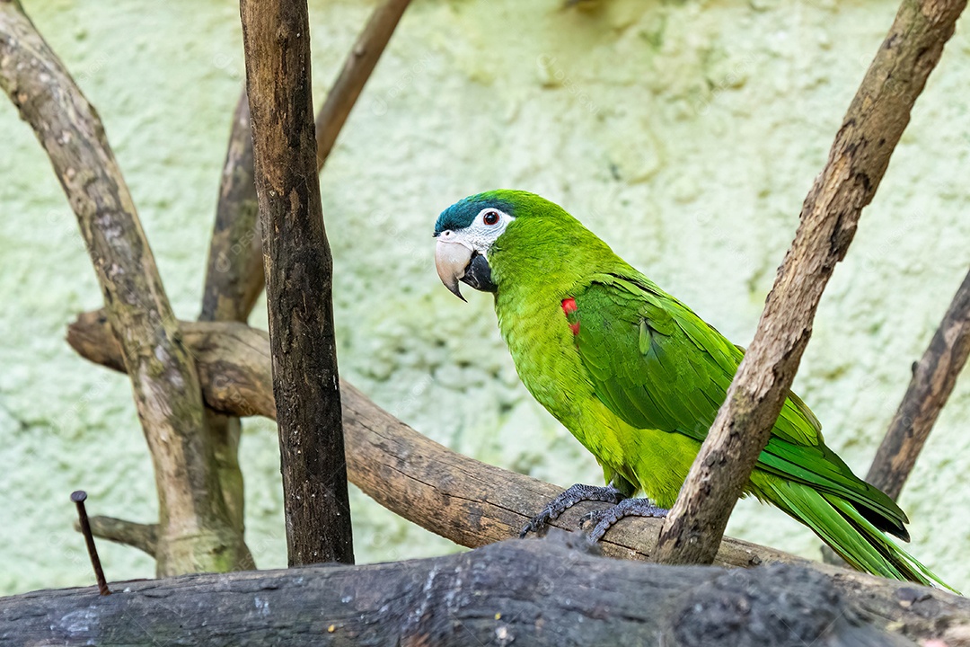 Arara maracanã-verdadeira no zoológico de Marechal Floriano, Espírito Santo.