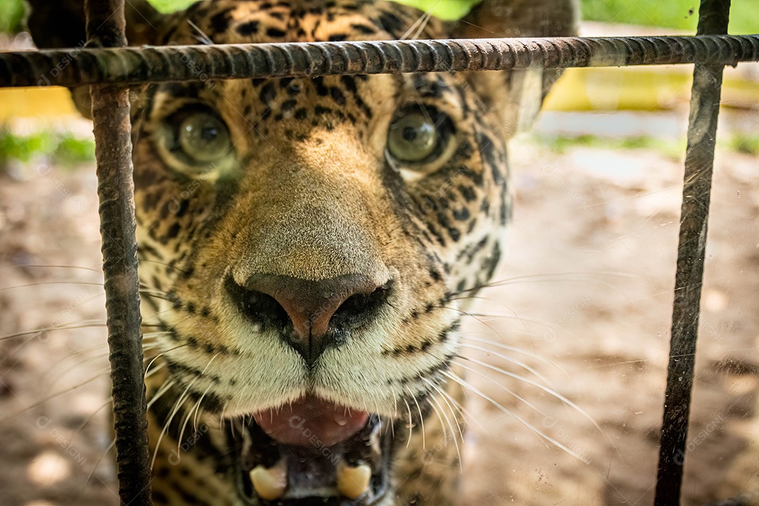 Onça-pintada (Panthera onca) no zoológico de Marechal Floriano, Espírito Santo.Tentando atacar de dentro da jaula.