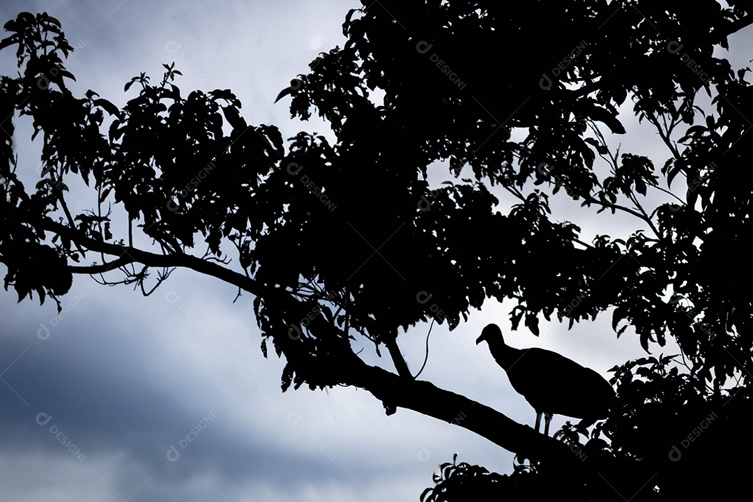 Abutre empoleirado em uma árvore contra a luz, com um céu nublado.
