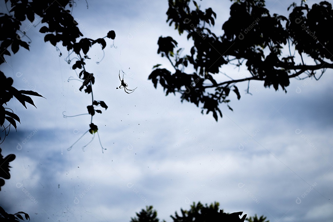 Teia de aranha entre dois ramos na árvore fotografada contra a luz, céu nublado no fundo.