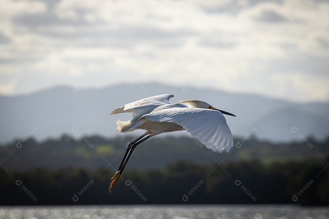 Garça-branca-pequena (Egretta thula) fotografada na ilha das caieiras em vitória.