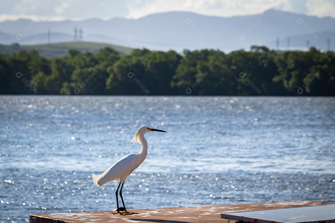 Garça-branca-pequena (Egretta thula) fotografada na ilha das caieiras em vitória.