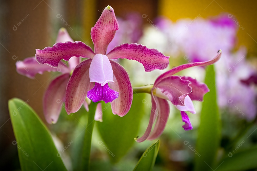 Orquídea rosa com miolo lilás com fundo de floricultura. Espécie Cattleya guttata.