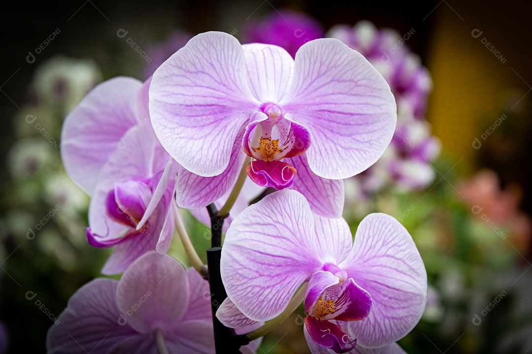 Orquídea pétala clara com interior roxo escuro, com fundo de floricultura. Espécie blc irene finney.
