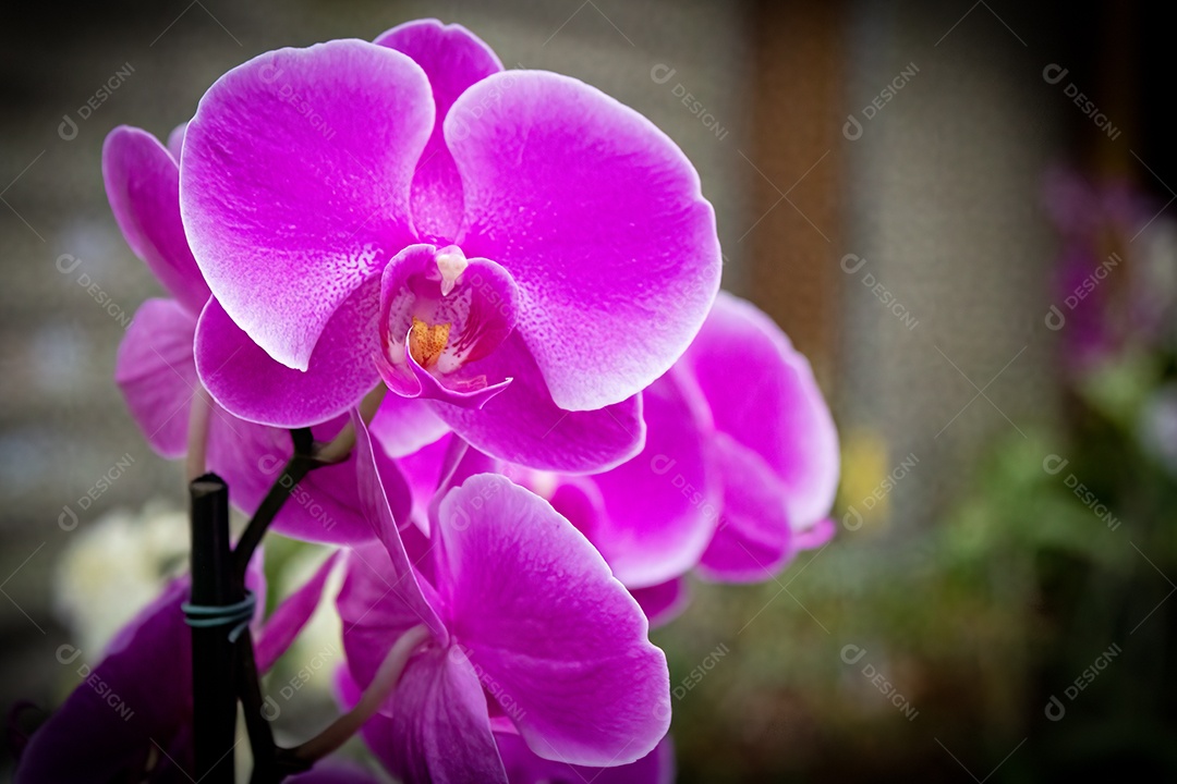 Orquídea pétala roxa clara com interior roxo escuro, com fundo de floricultura. Espécie blc irene finney.