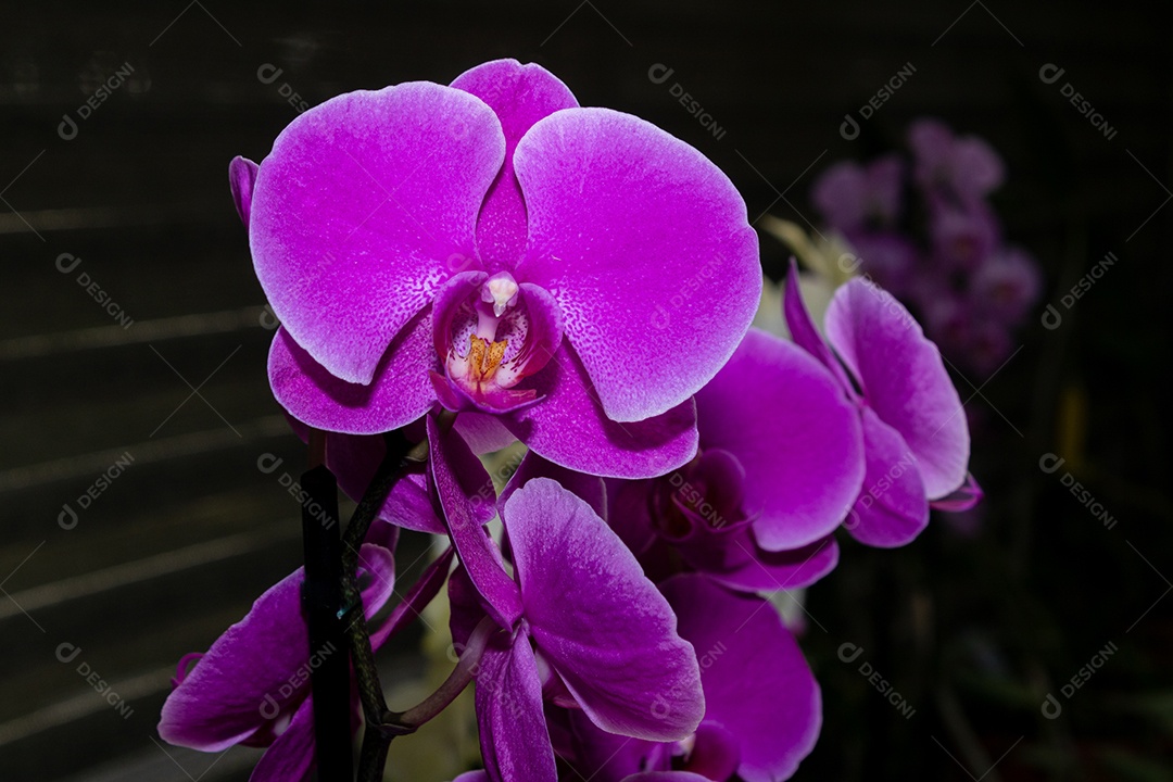 Orquídea pétala roxa clara com interior roxo escuro, com fundo de floricultura. Espécie blc irene finney.