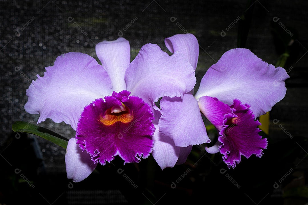 Orquídea pétala roxa clara com interior roxo escuro, com fundo de floricultura. Espécie blc irene finney.