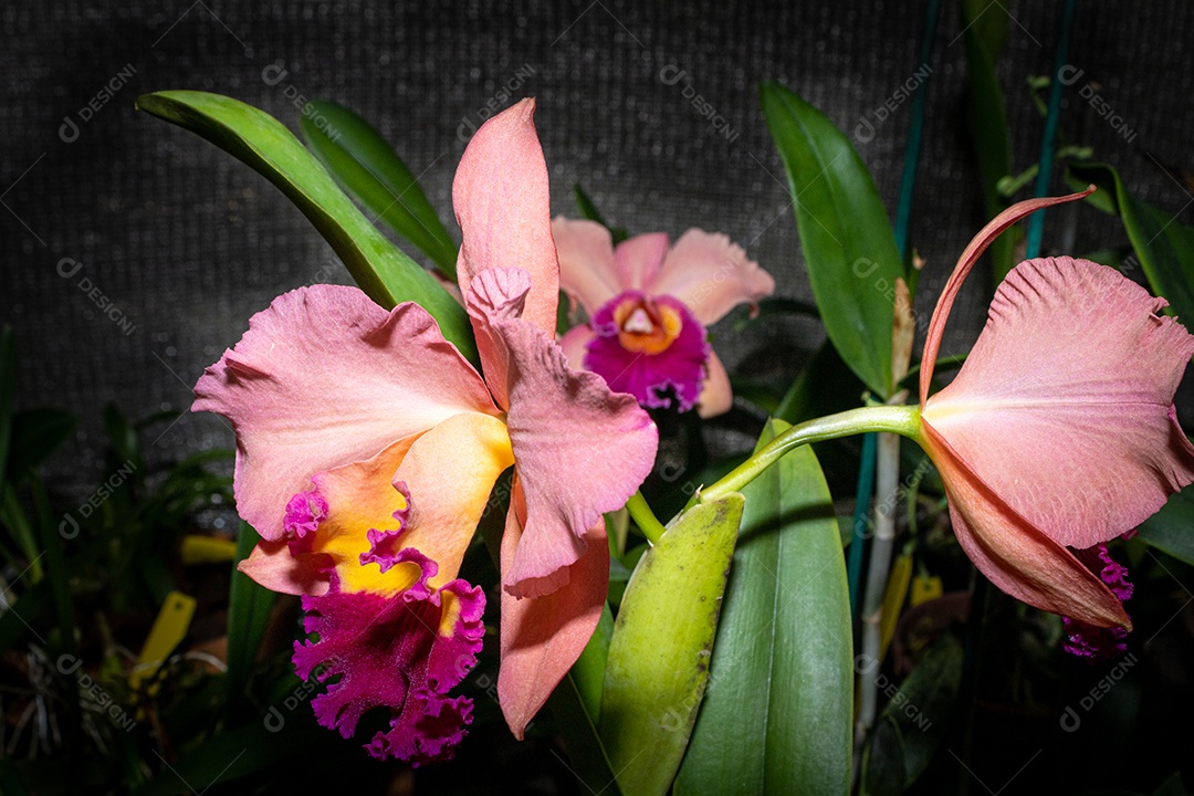 Orquídea rosa com interior roxo, com fundo de floricultura. Espécie Blc salmão tak.