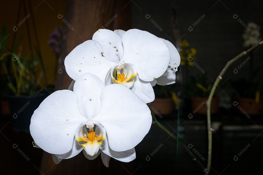 Orquídea branca com interior amarelo, tendo como fundo uma floricultura. Espécie Phalaenopsis