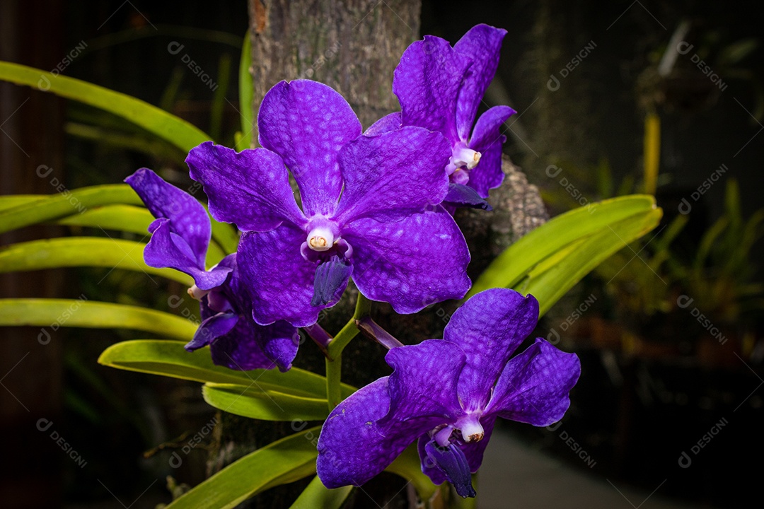Orquídea roxa com interior branco, tendo como fundo uma floricultura.