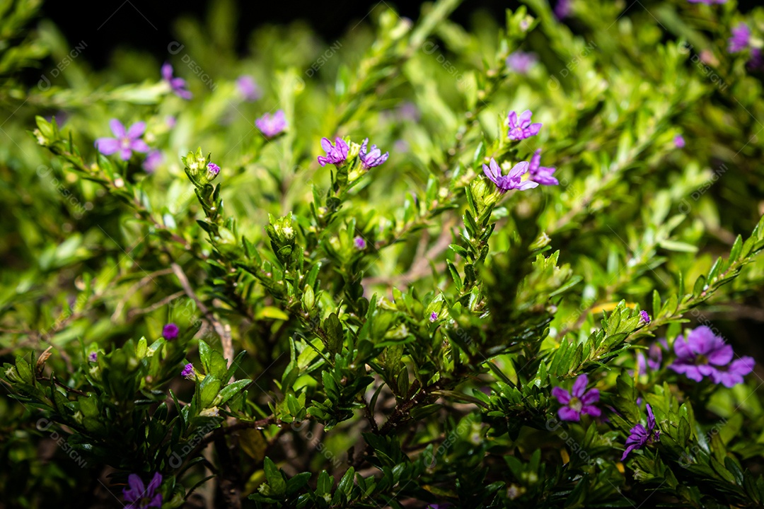 Rosa falsa erica em um jardim com fundo desfocado. Espécie Cuphea Hyssopifolia.