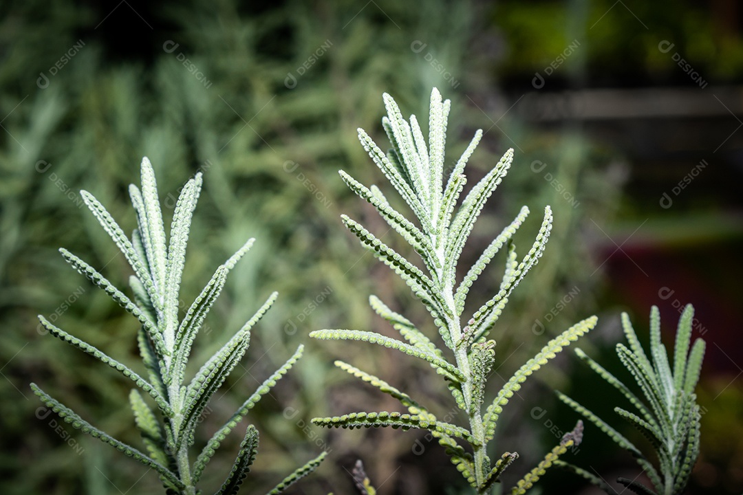 Lavanda em um jardim com fundo desfocado. Espécie Mentha Pulegium.