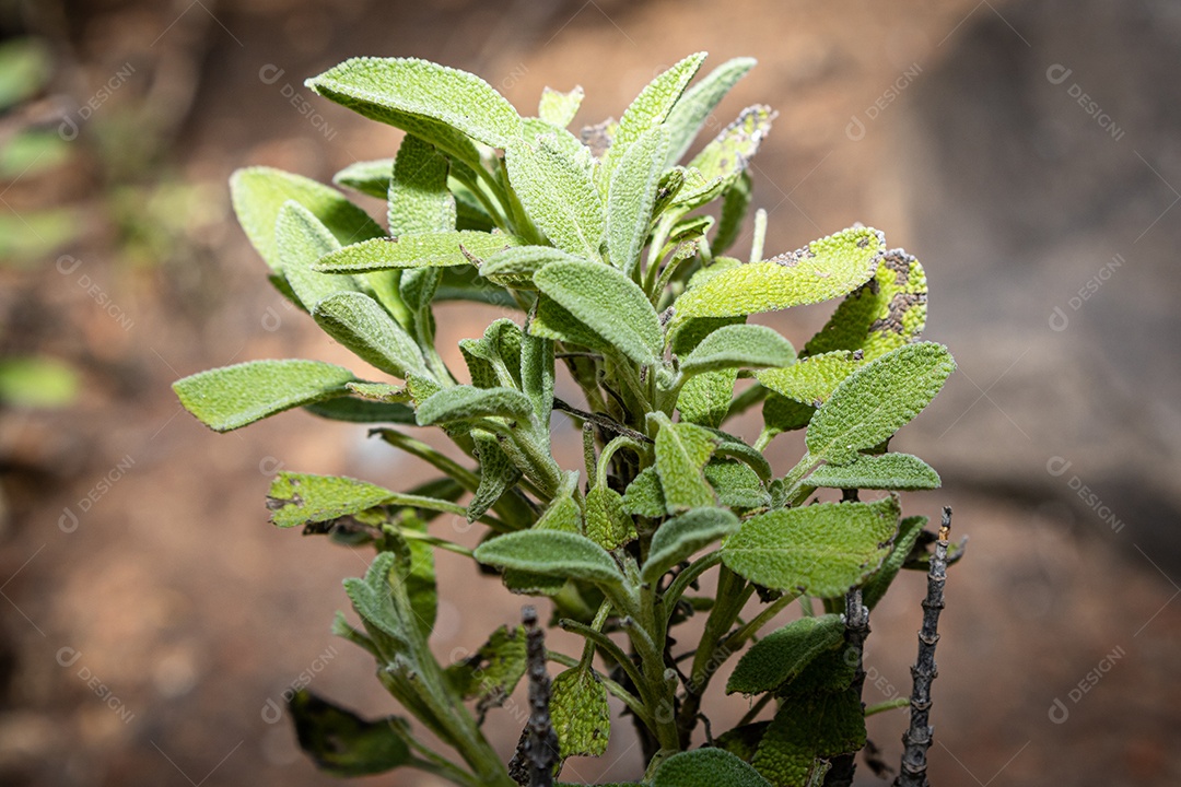 Sage em um jardim com um fundo desfocado. Espécie Salvia officinalis.