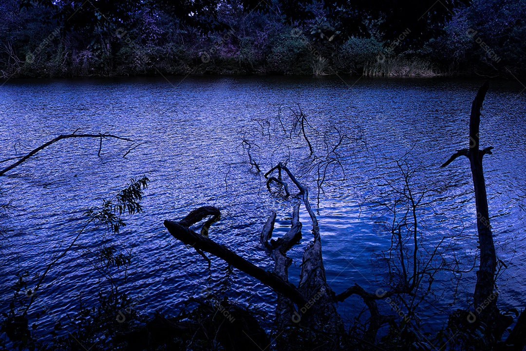 Vários galhos de árvores caídos no lago à noite. Luz azul. Cena fantasmagórica.