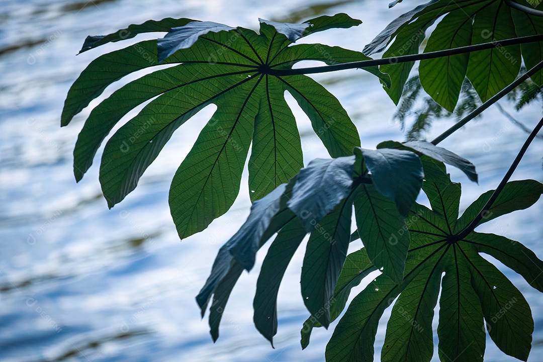 Folhas grandes da planta com lago no fundo desfocado. Água azul e folhas de plantas verdes.