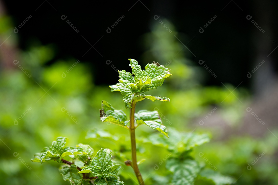 Hortelã com fundo desfocado jardim. Iluminado pelo Sol. Espécie Mentha Spicata.