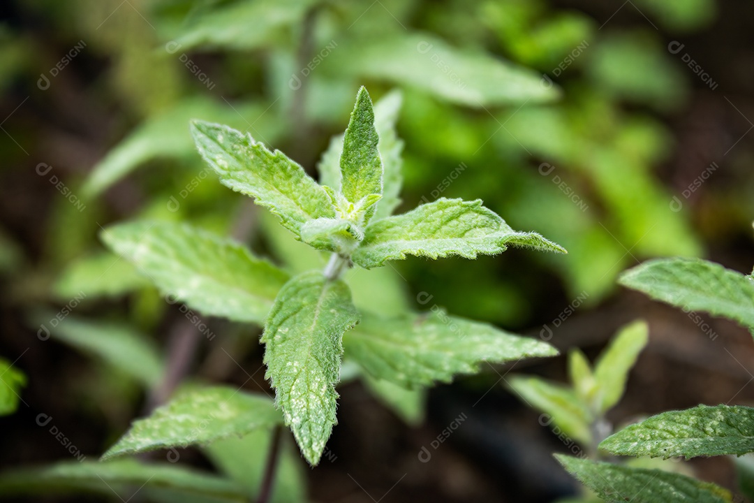 Hortelã com fundo desfocado jardim. Iluminado pelo Sol. Espécie Mentha Spicata.