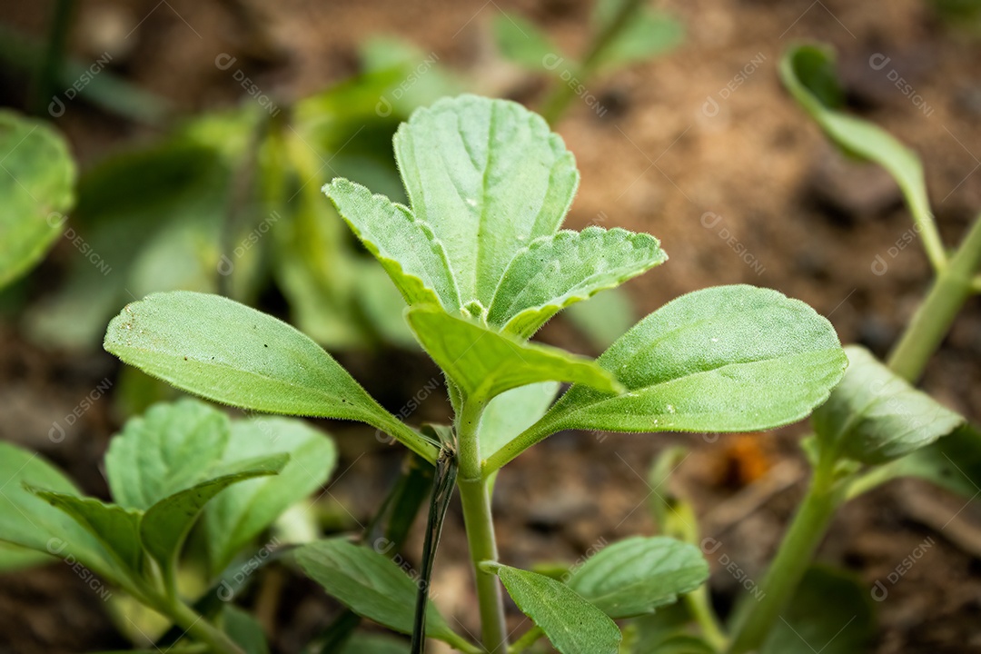 Falso boldo com fundo jardim desfocado. Iluminado pelo Sol. Espécie Plectranthus barbatus.