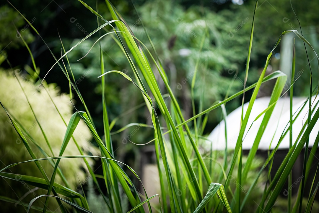Citronela com fundo desfocado jardim. Iluminado pelo Sol. Espécie Cymbopogon nardus.