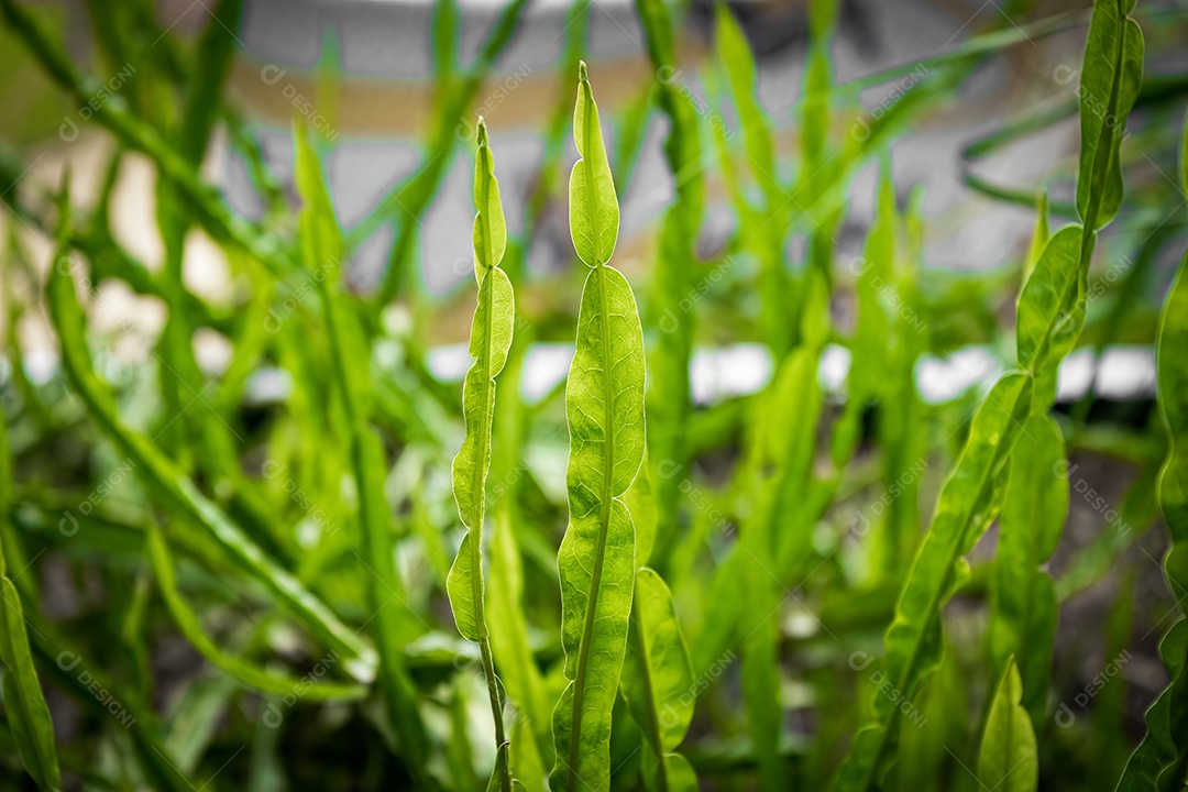 Carqueja com fundo de jardim desfocado. Iluminado pelo Sol. Espécie Baccharis Trimera.