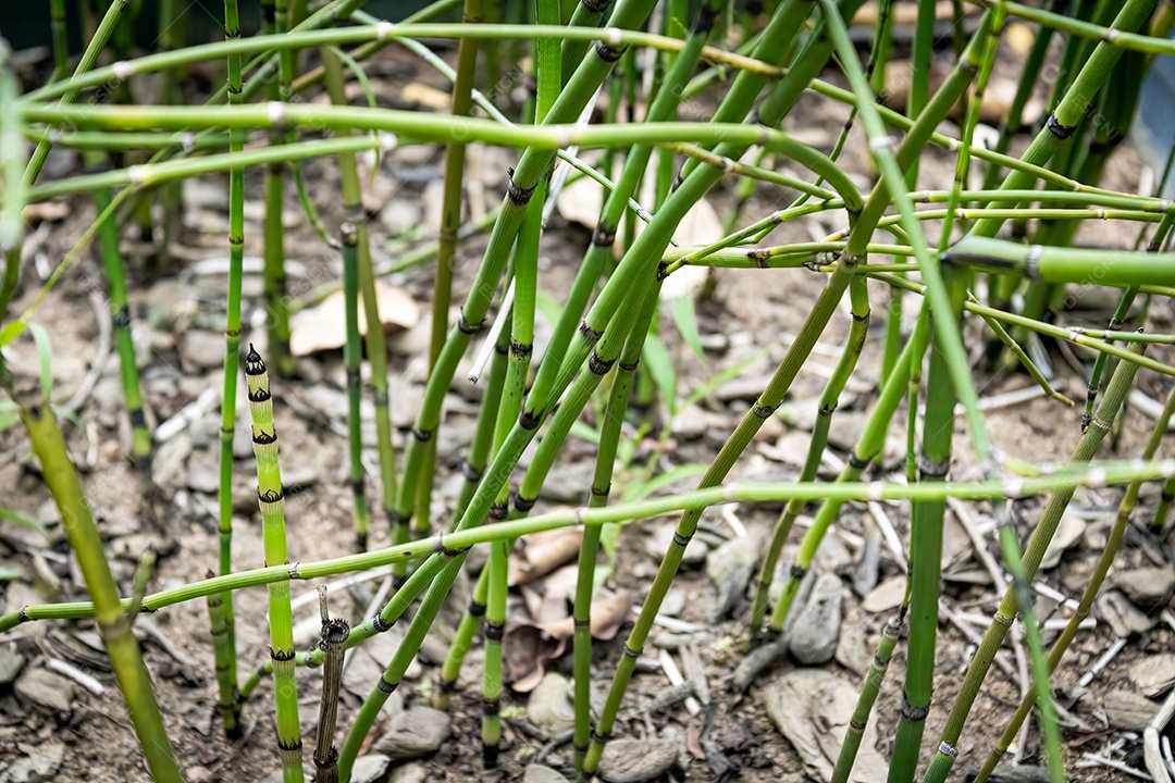 Cavalinha com fundo desfocado jardim. Iluminado pelo Sol. Espécie Equisetum giganteum.
