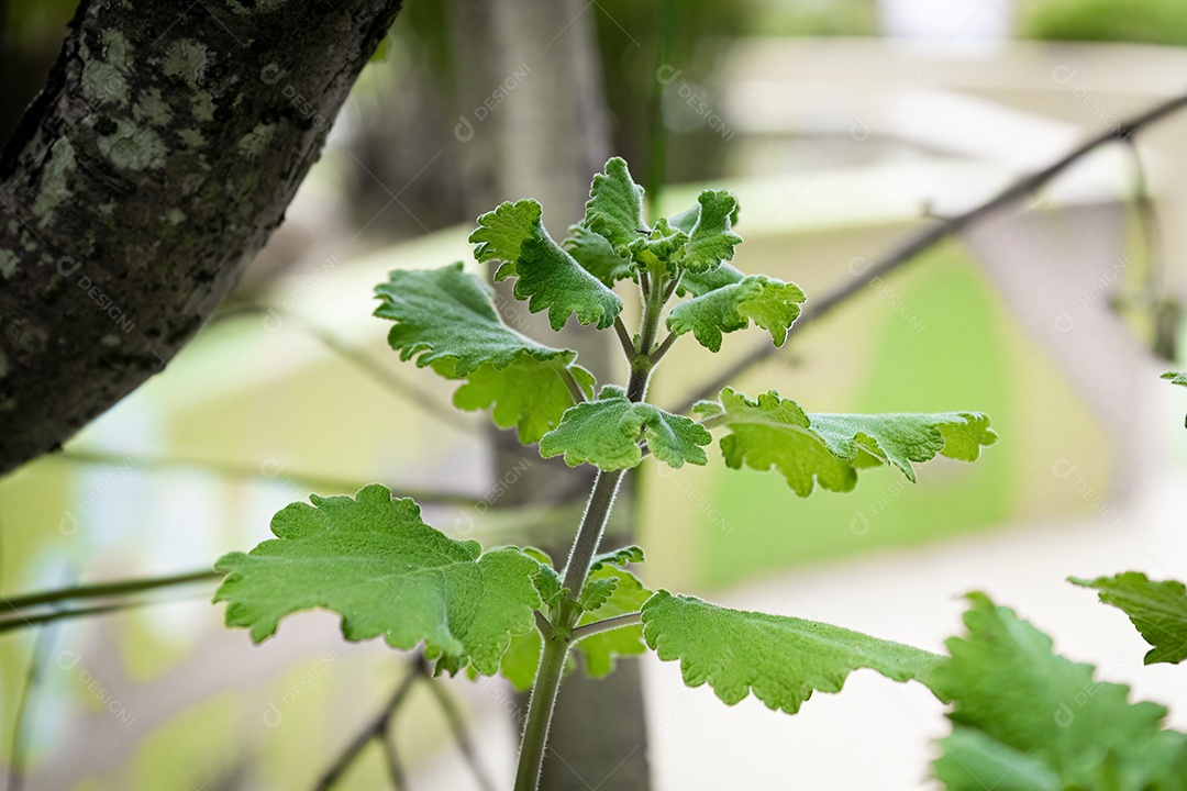 Mirra com fundo desfocado jardim. Iluminado pelo Sol. Espécie Commiphora myrrha.